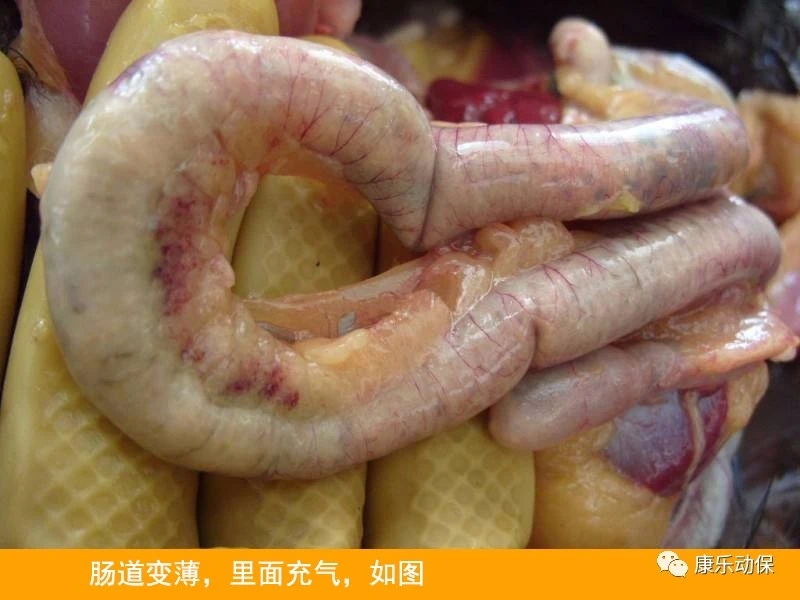 霉菌毒素降解酶 養(yǎng)殖健康的新防線